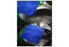 SEFIS Mikrofaser-Reinigungstuch 5 Stück GMS450 25*25cm blau für das Auto